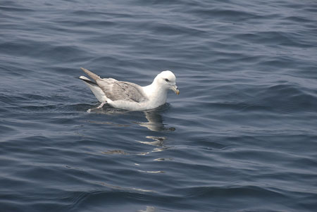 71 all gone Mr. Fulmar