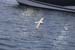 66 A Fulmar flies past Tadploe