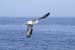 67 Fulmar in Flight